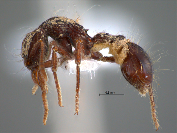 Dacetinops cirrosus lateral