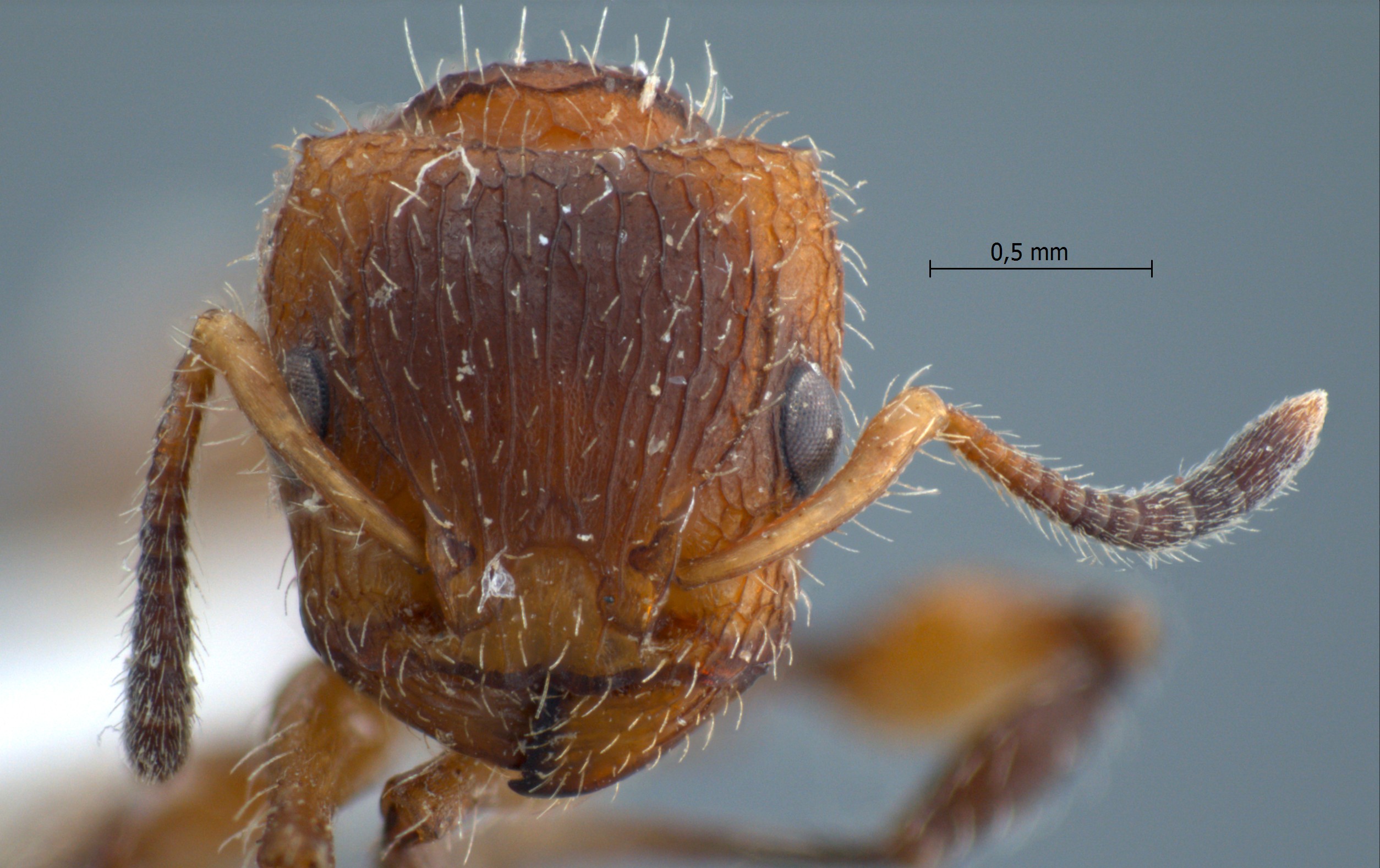 Dilobocondyla 2 frontal