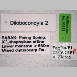 Dilobocondyla 2 Santschi, 1910 label