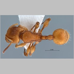 Dilobocondyla 4 Santschi, 1910 dorsal