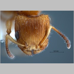 Dilobocondyla 4 Santschi, 1910 frontal