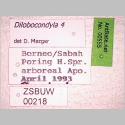 Dilobocondyla 4 Santschi, 1910 label