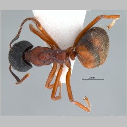 Dolichoderus tuberifer Emery, 1887 dorsal