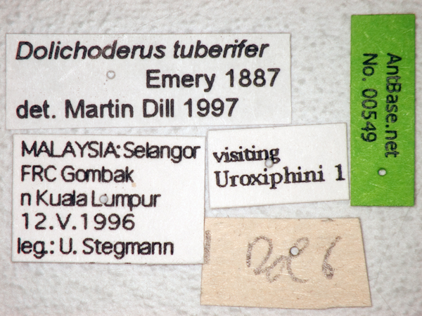 Dolichoderus tuberifer label