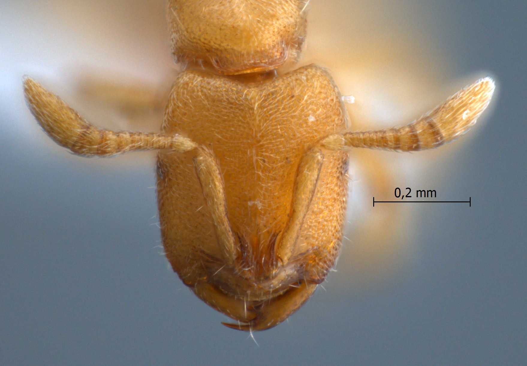 Prionopelta kraepelini frontal