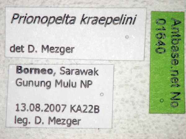 Prionopelta kraepelini label