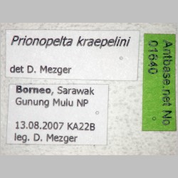 Prionopelta kraepelini Forel, 1905 label