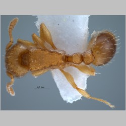 Tetramorium simillimum Smith, 1851 dorsal