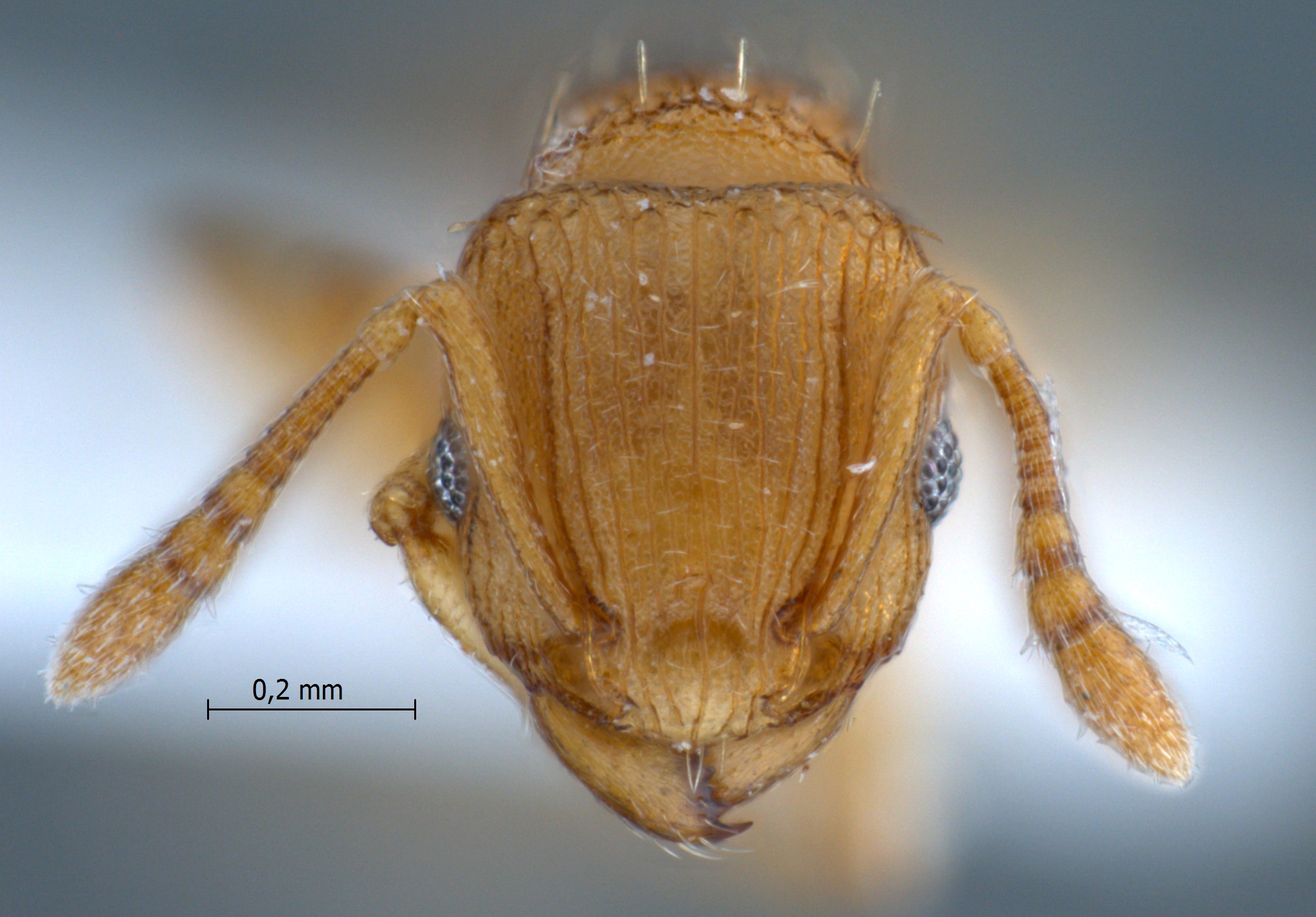 Tetramorium simillimum frontal