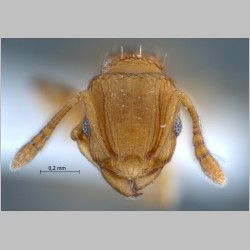 Tetramorium simillimum Smith, 1851 frontal