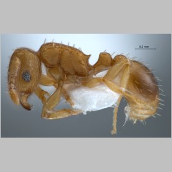 Tetramorium simillimum Smith, 1851 lateral