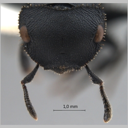 Cataulacus latissimus Emery, 1893 frontal