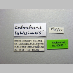Cataulacus latissimus Emery, 1893 label