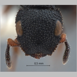 Cataulacus praetextus Smith, 1867 frontal