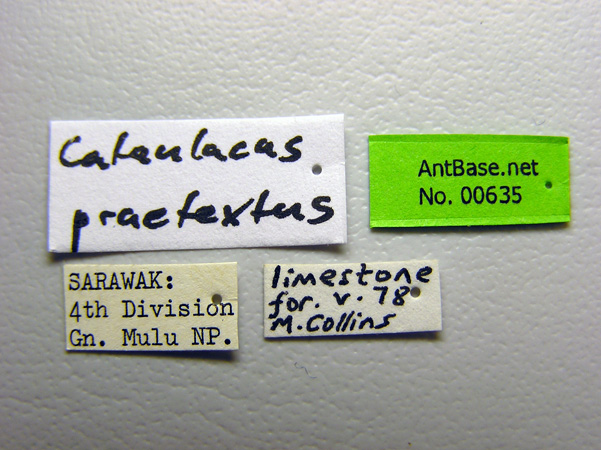 Cataulacus praetextus label