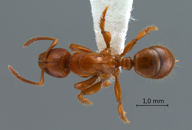 Centromyrmex feae dorsal