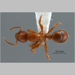 Centromyrmex feae Emery, 1889 dorsal