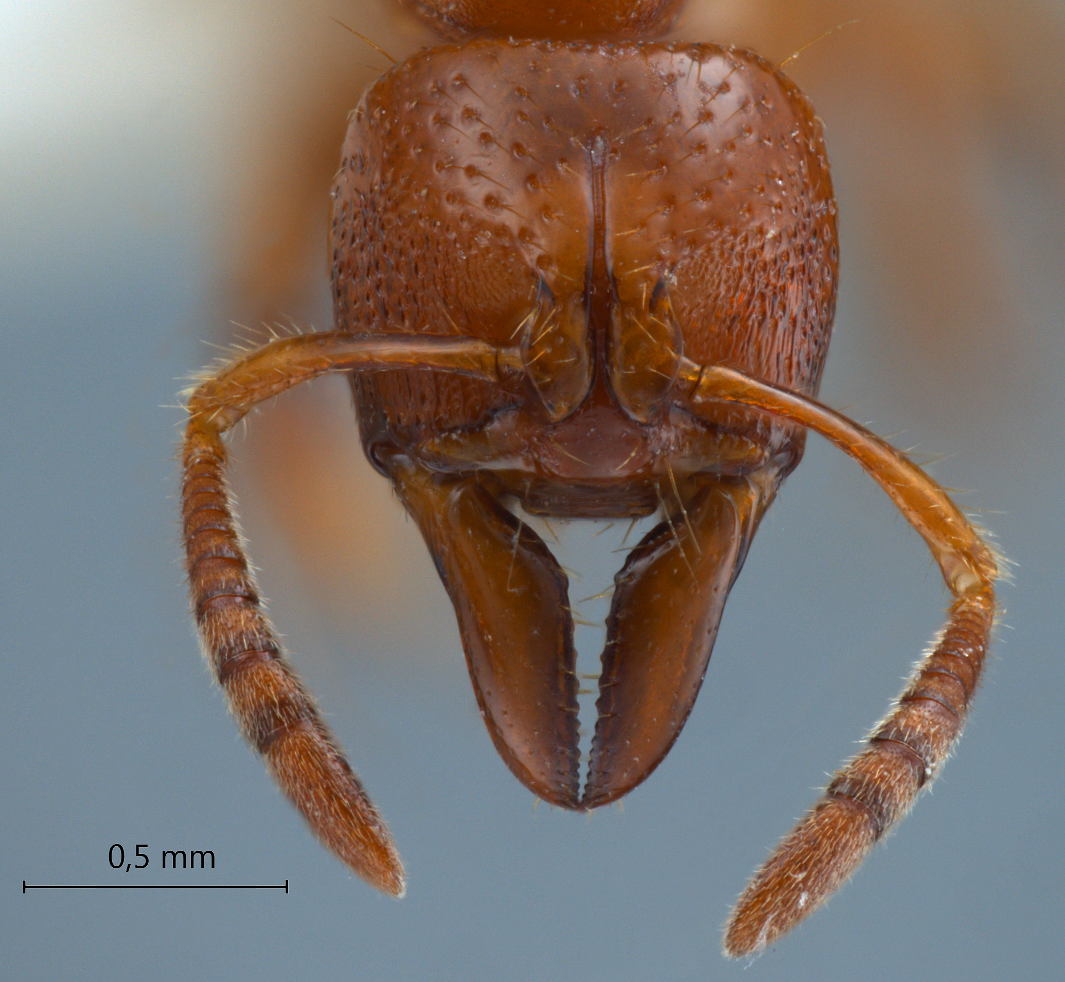 Centromyrmex feae frontal