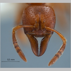 Centromyrmex feae Emery, 1889 frontal