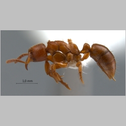 Centromyrmex feae Emery, 1889 lateral