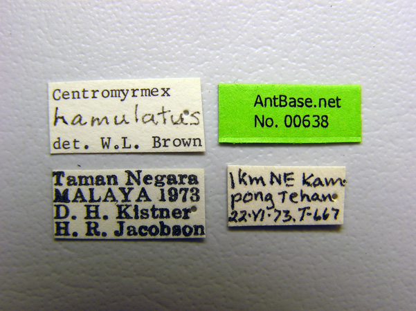 Centromyrmex hamulatus label