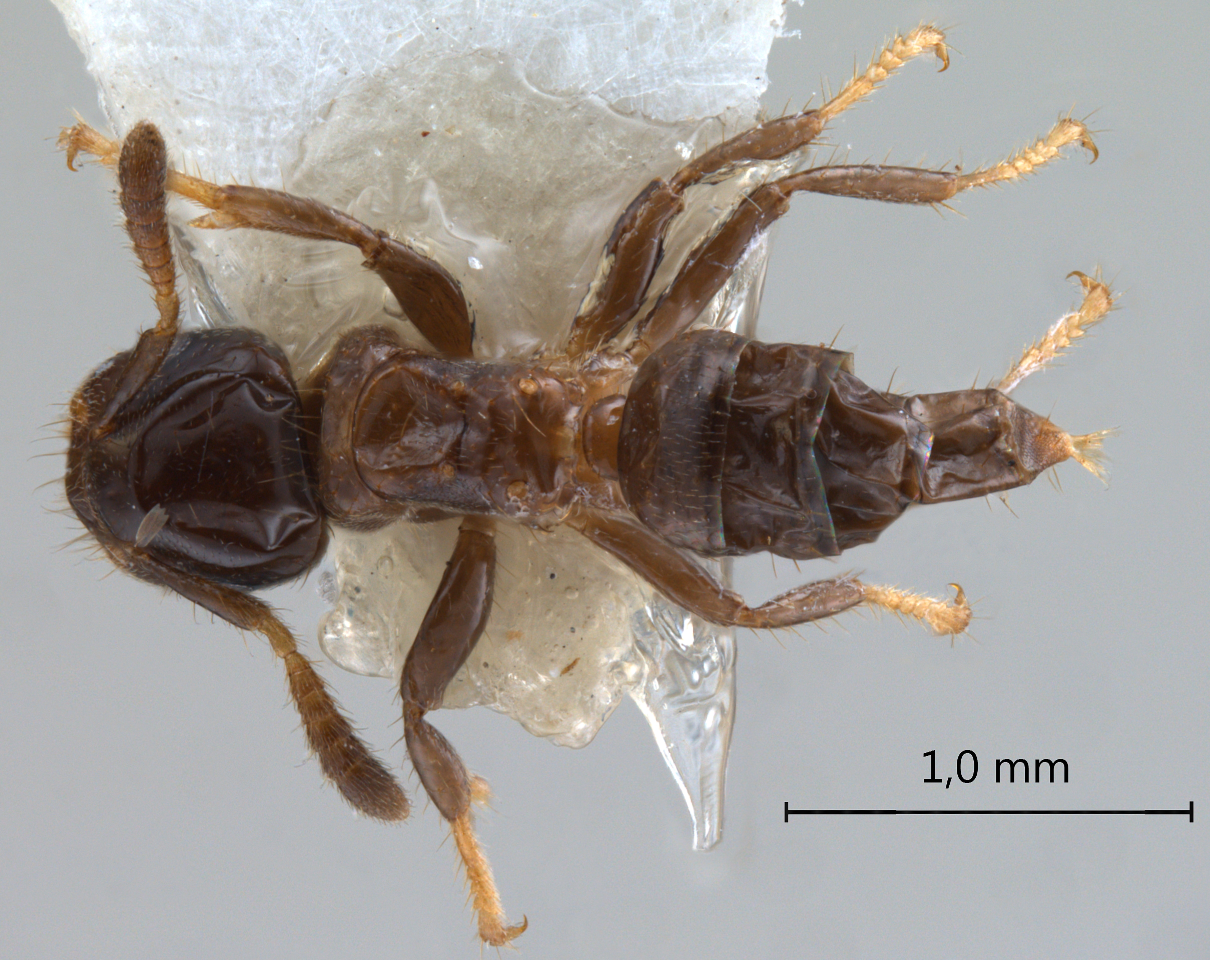 cladomyrma aurochaetae dorsal