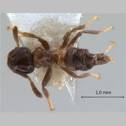 Cladomyrma aurochaetae Agosti, Moog & Machwitz, 1999 dorsal