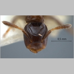 Cladomyrma aurochaetae Agosti, Moog & Machwitz, 1999 frontal