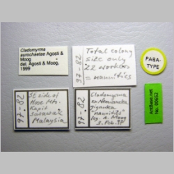 Cladomyrma aurochaetae Agosti, Moog & Machwitz, 1999 label