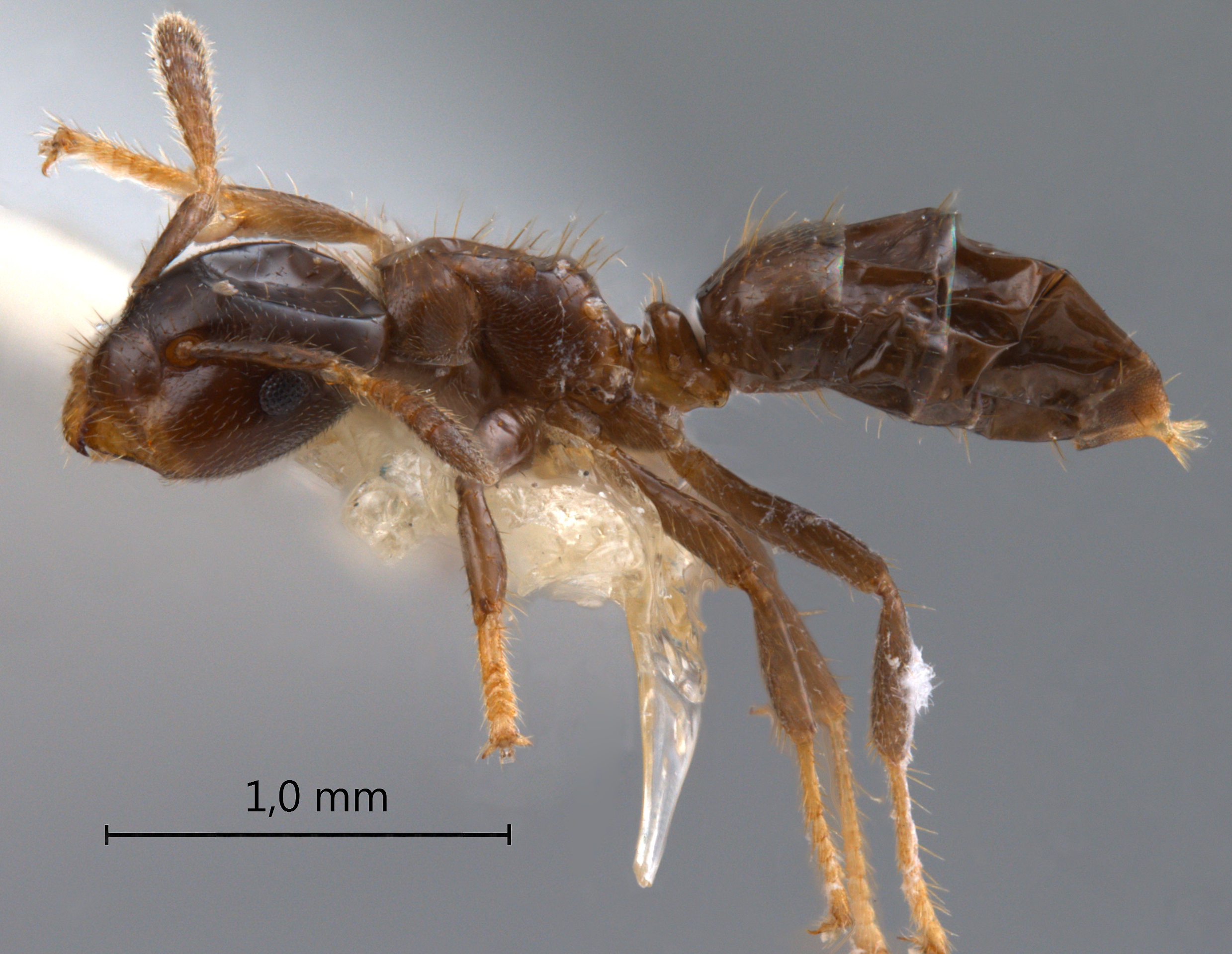 Cladomyrma aurochaetae lateral