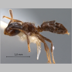 Cladomyrma aurochaetae Agosti, Moog & Machwitz, 1999 lateral