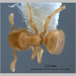 Cladomyrma maschwitzi Agosti, 1999 dorsal