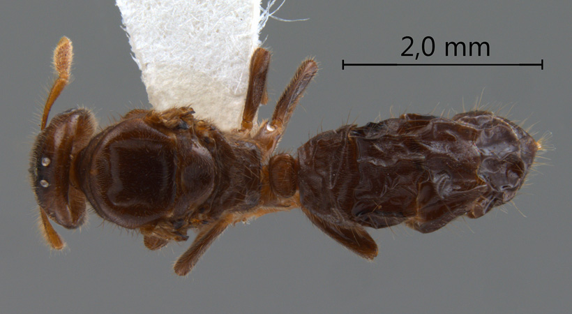 Cladomyrma maschwitzi gyne dorsal