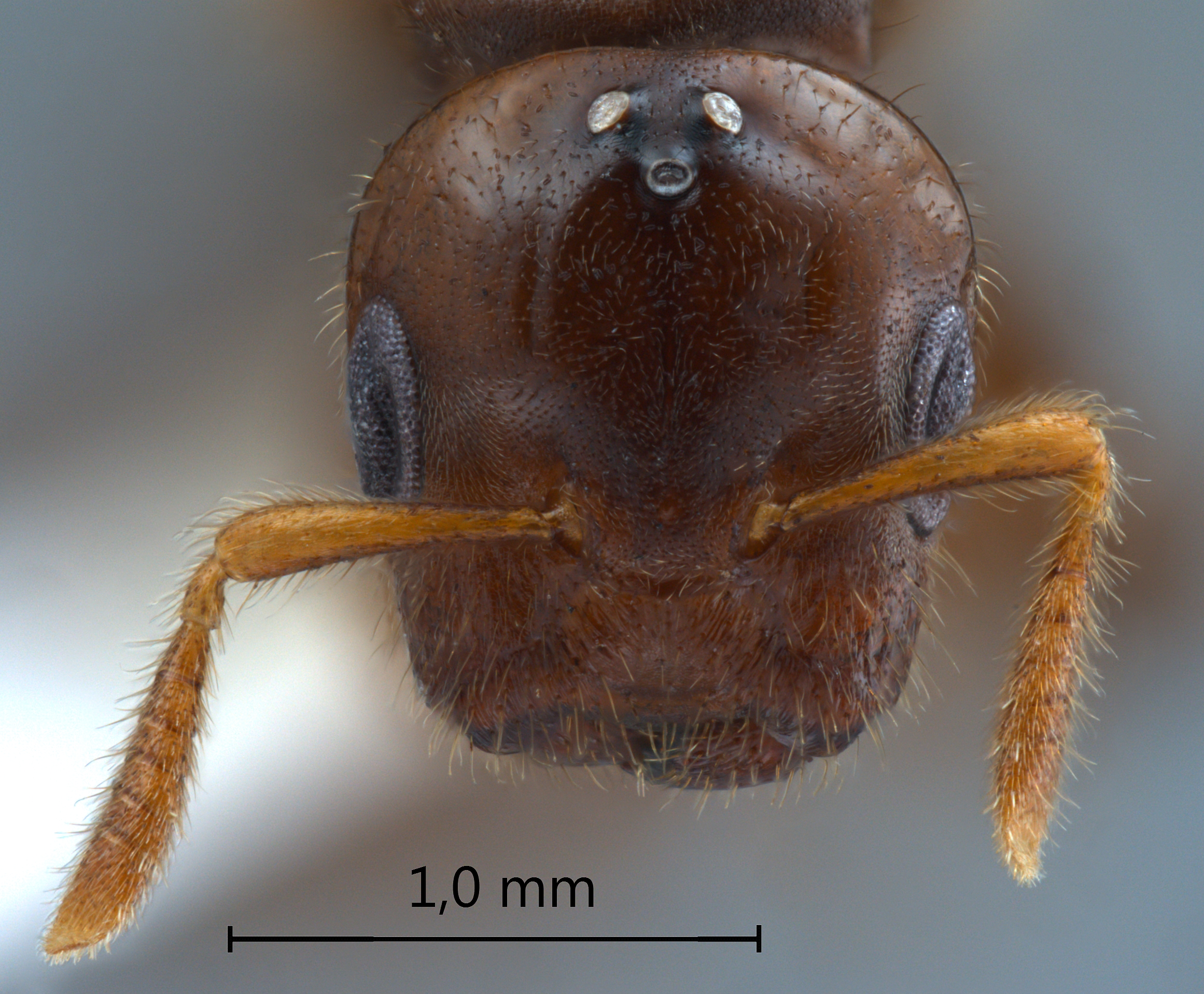 Cladomyrma maschwitzi gyne frontal