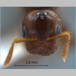 Cladomyrma maschwitzi gyne Agosti, 1999 frontal