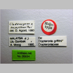 Cladomyrma maschwitzi gyne Agosti, 1999 label