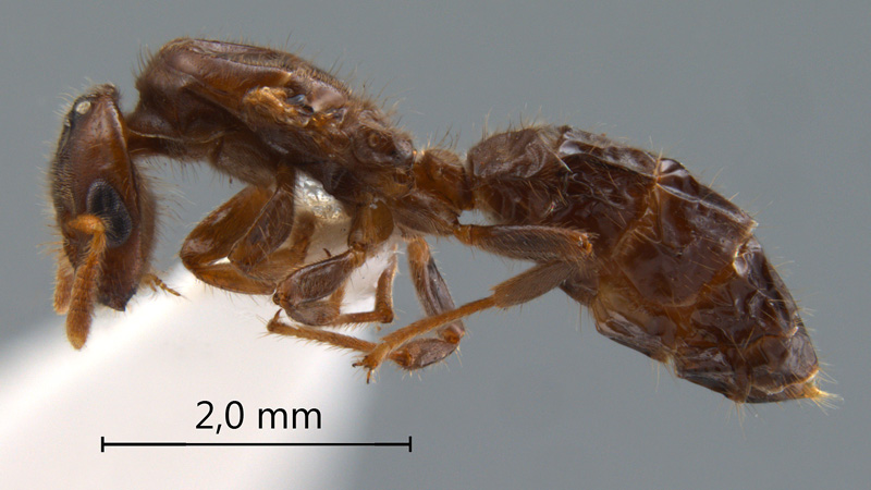 Cladomyrma maschwitzi gyne lateral