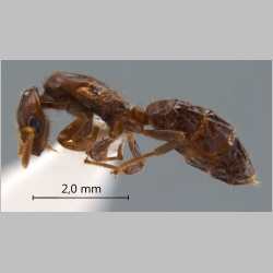 Cladomyrma maschwitzi gyne Agosti, 1999 lateral