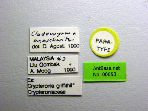 Cladomyrma maschwitzi label