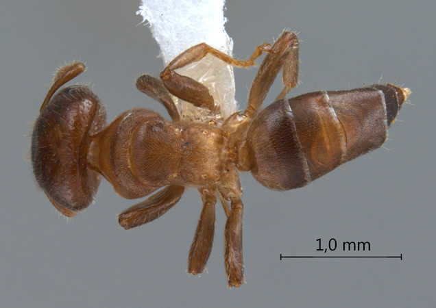 Cladomyrma nudidorsalis dorsal