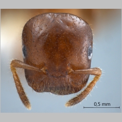 Cladomyrma nudidorsalis Agosti, Moog & Maschwitz, 1999 frontal