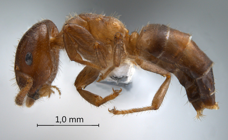 Cladomyrma nudidorsalis lateral