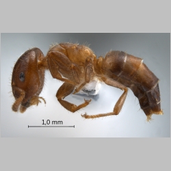 Cladomyrma nudidorsalis Agosti, Moog & Maschwitz, 1999 lateral