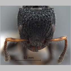 Dilobocondyla borneensis Wheeler, 1916 frontal