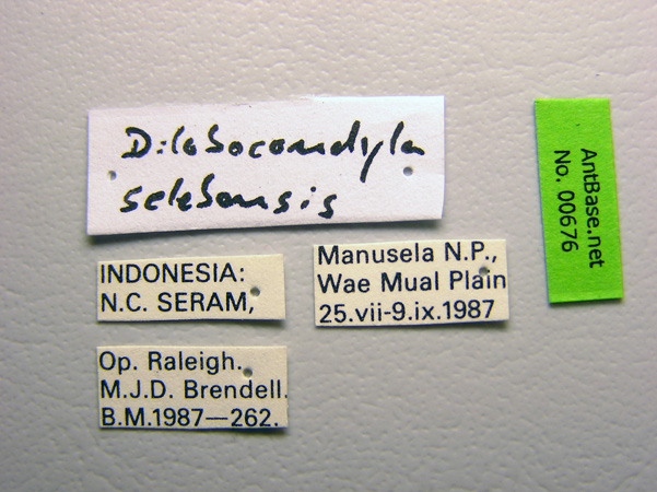 Dilobocondyla selebensis label