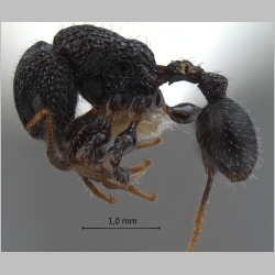 Dilobocondyla selebensis Emery, 1898 lateral