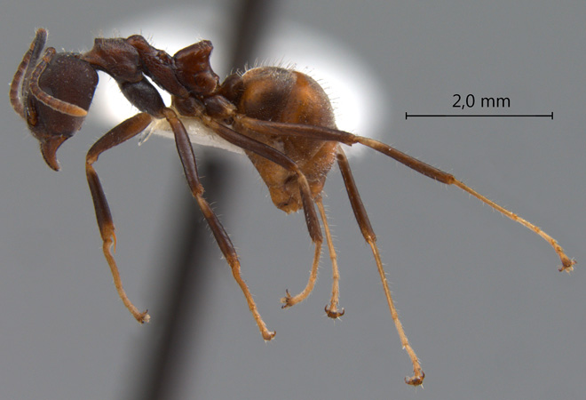 Dolichoderus pilinomas lateral