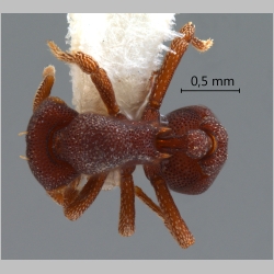 Eurhopalothrix omnivaga Taylor, 1990 dorsal