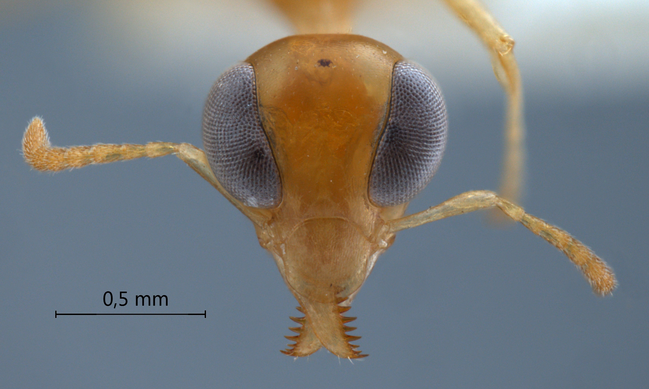 Gesomyrmex kalshoveni frontal