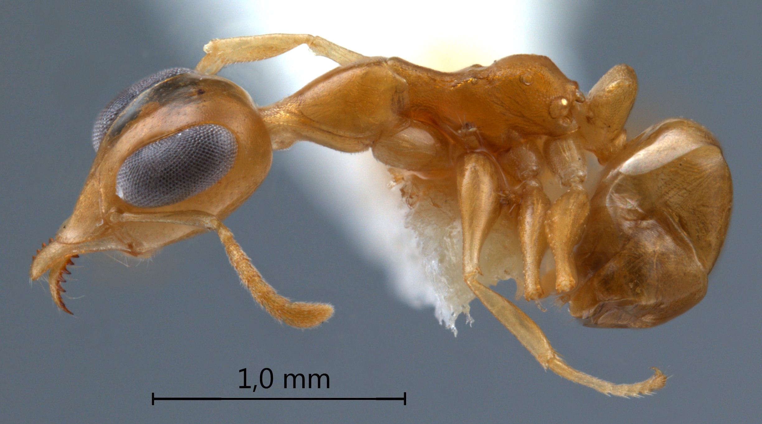 Gesomyrmex kalshoveni lateral